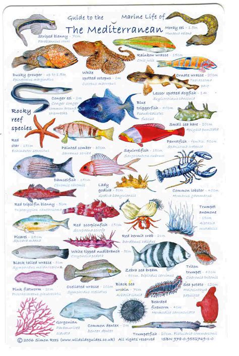 european fish